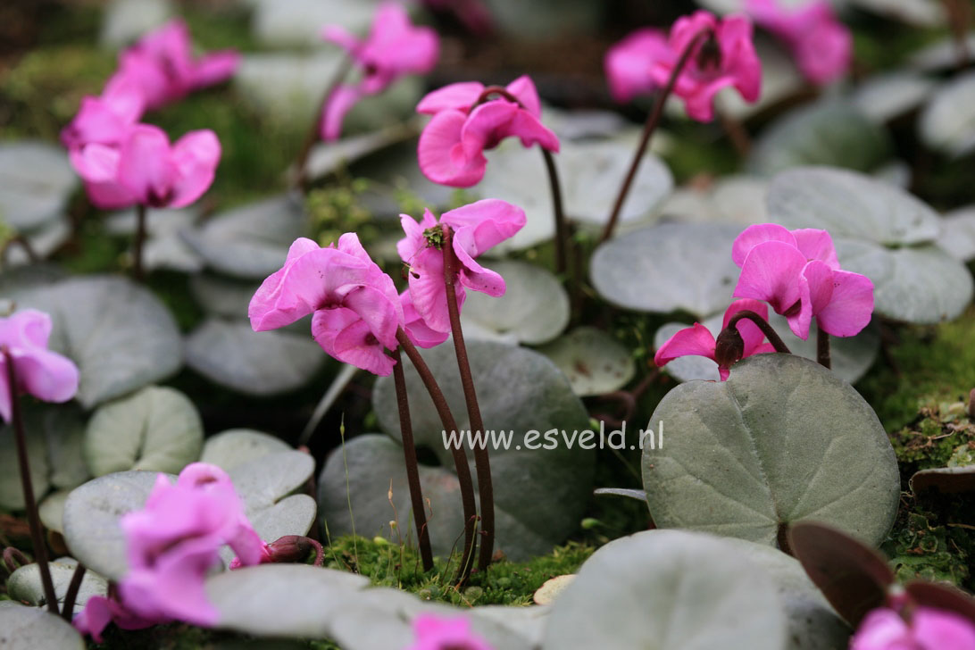 Cyclamen coum