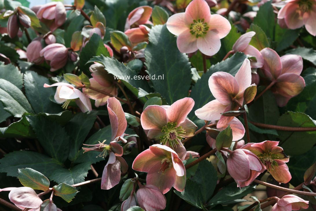 Helleborus 'Pirouette'