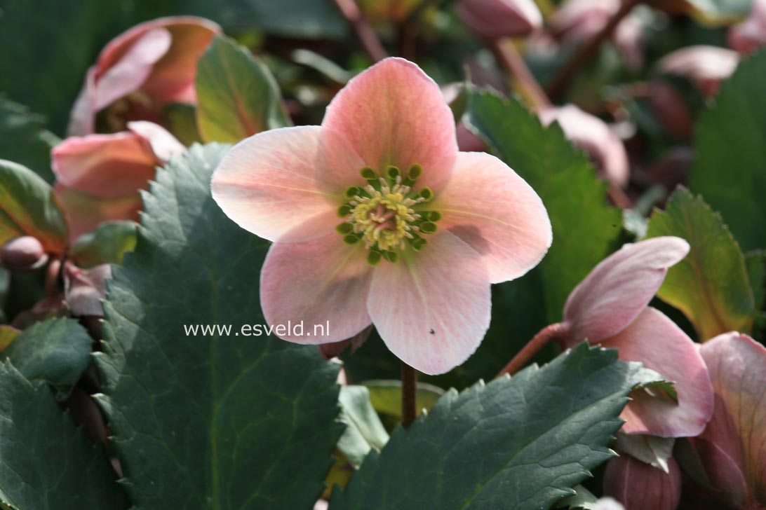 Helleborus 'Pirouette'