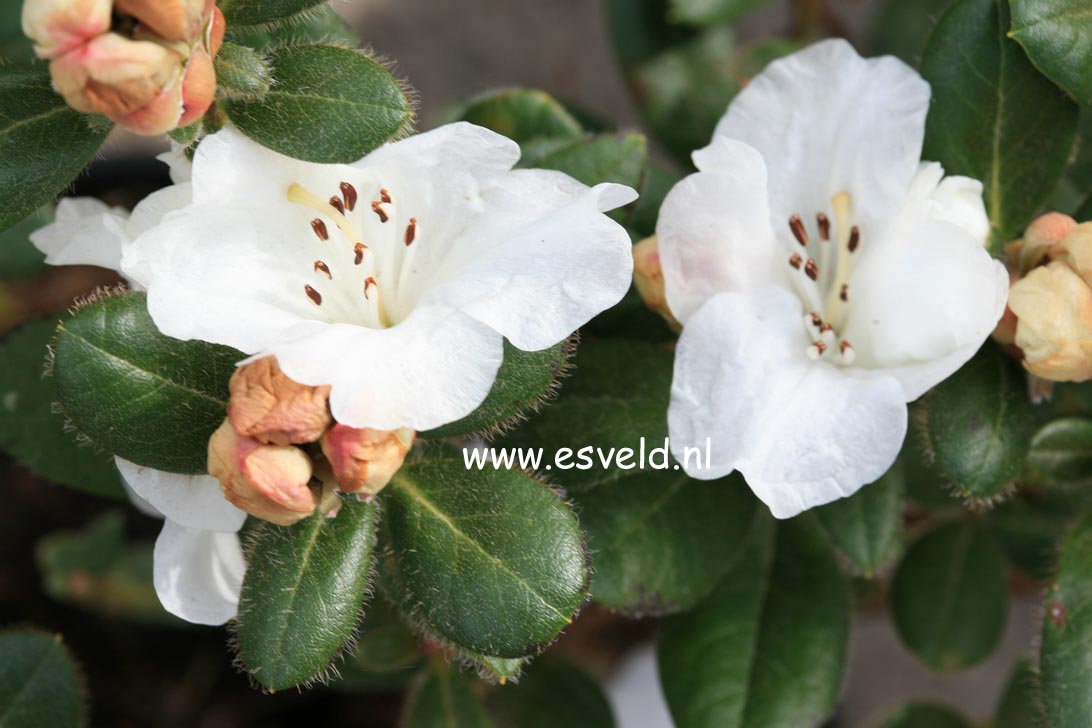 Rhododendron 'Silk Cap'