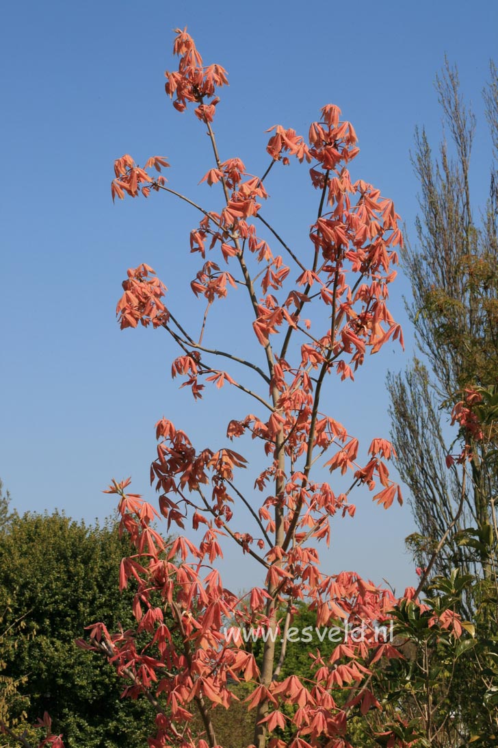 Aesculus neglecta 'Erythroblastos'