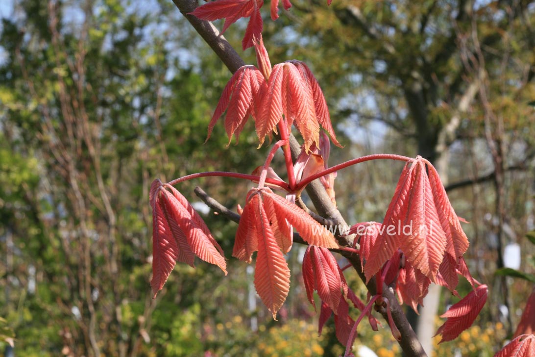 Aesculus neglecta 'Erythroblastos'