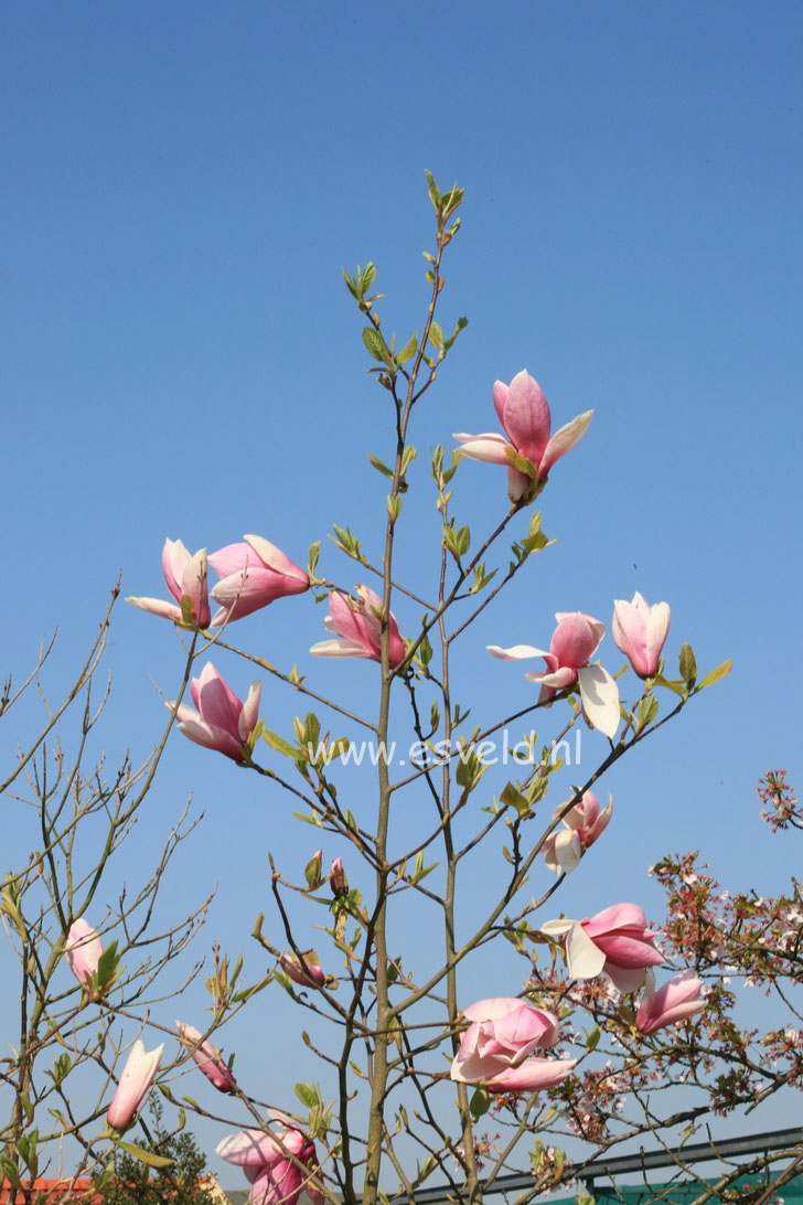 Magnolia 'Big Dude'