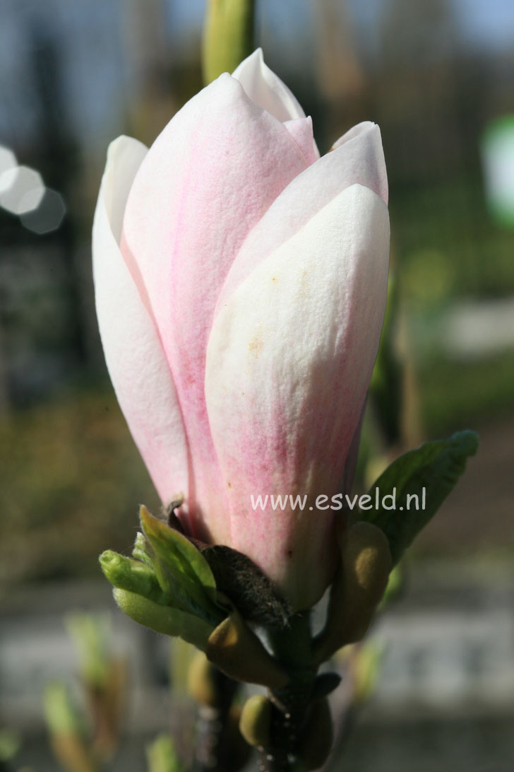 Magnolia 'Rouged Alabaster'