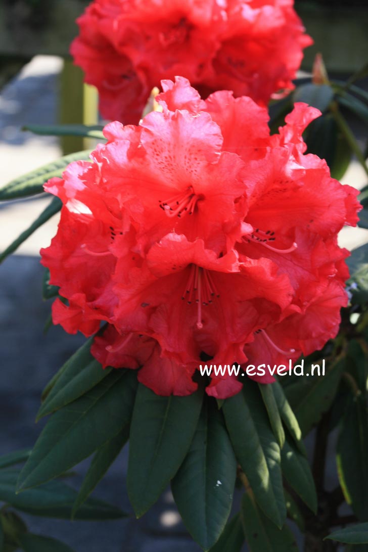 Rhododendron 'Grand Slam'