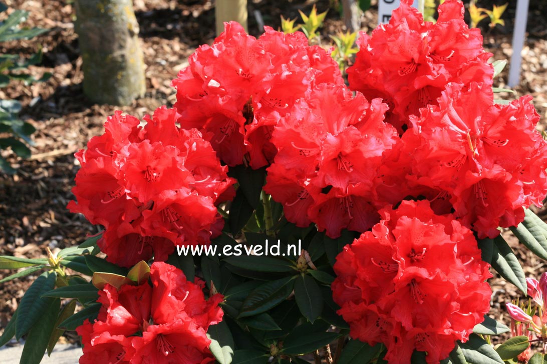 Rhododendron 'Grand Slam'