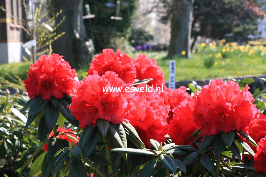 Rhododendron 'Grand Slam'