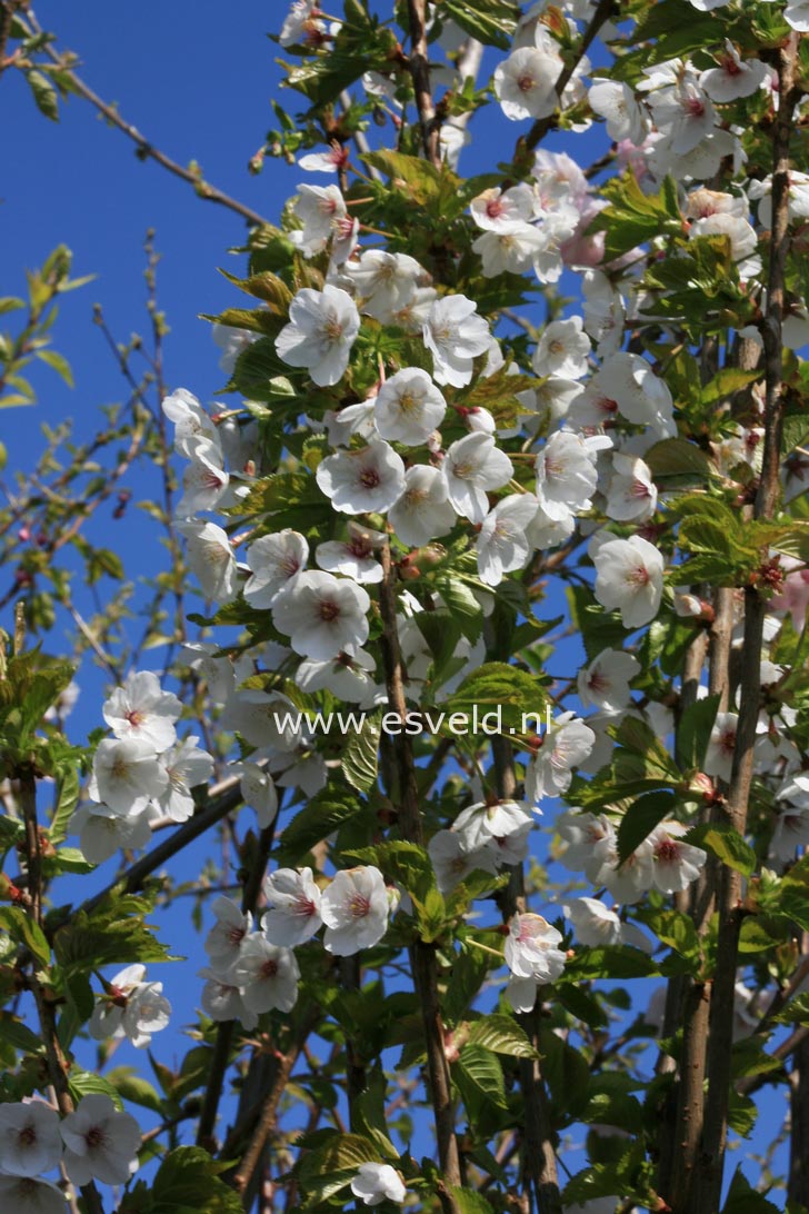 Prunus 'Umineko'