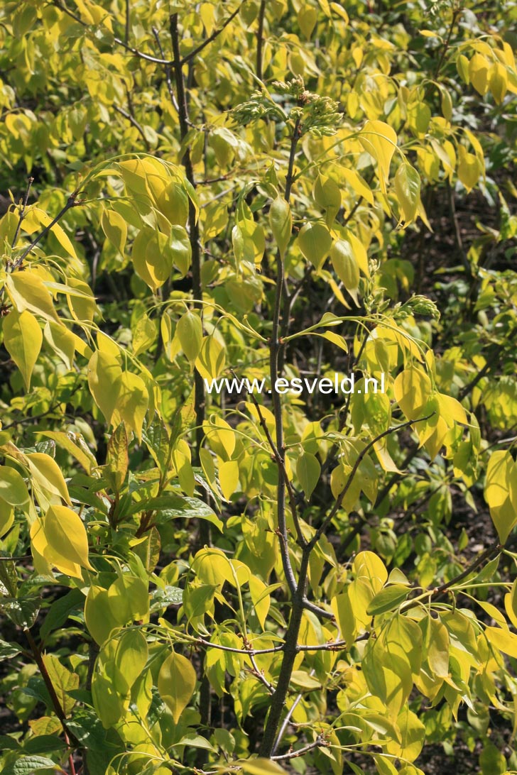 Syringa pekinensis 'Pendula'