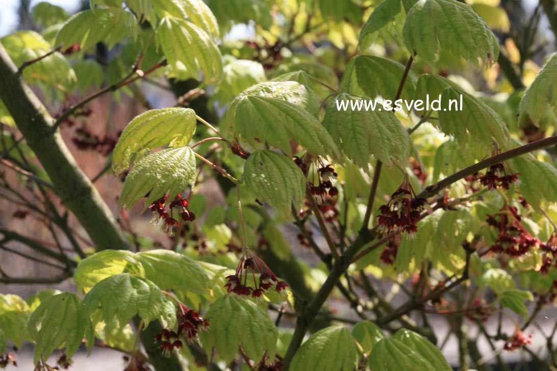 Acer japonicum 'Meigetsu'