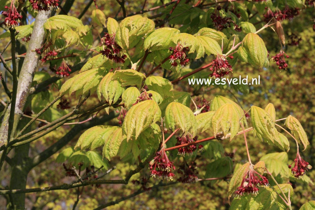 Acer japonicum 'Meigetsu'