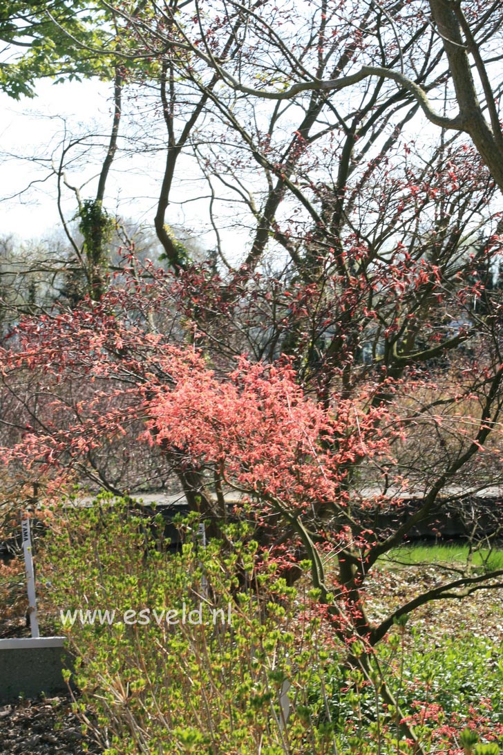 Acer palmatum 'Ruben'