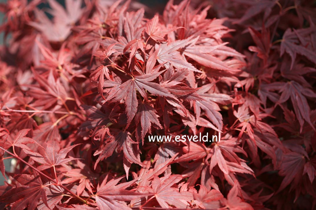 Acer palmatum 'Aratama'