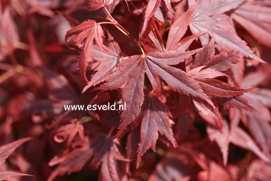 Acer palmatum 'Aratama'