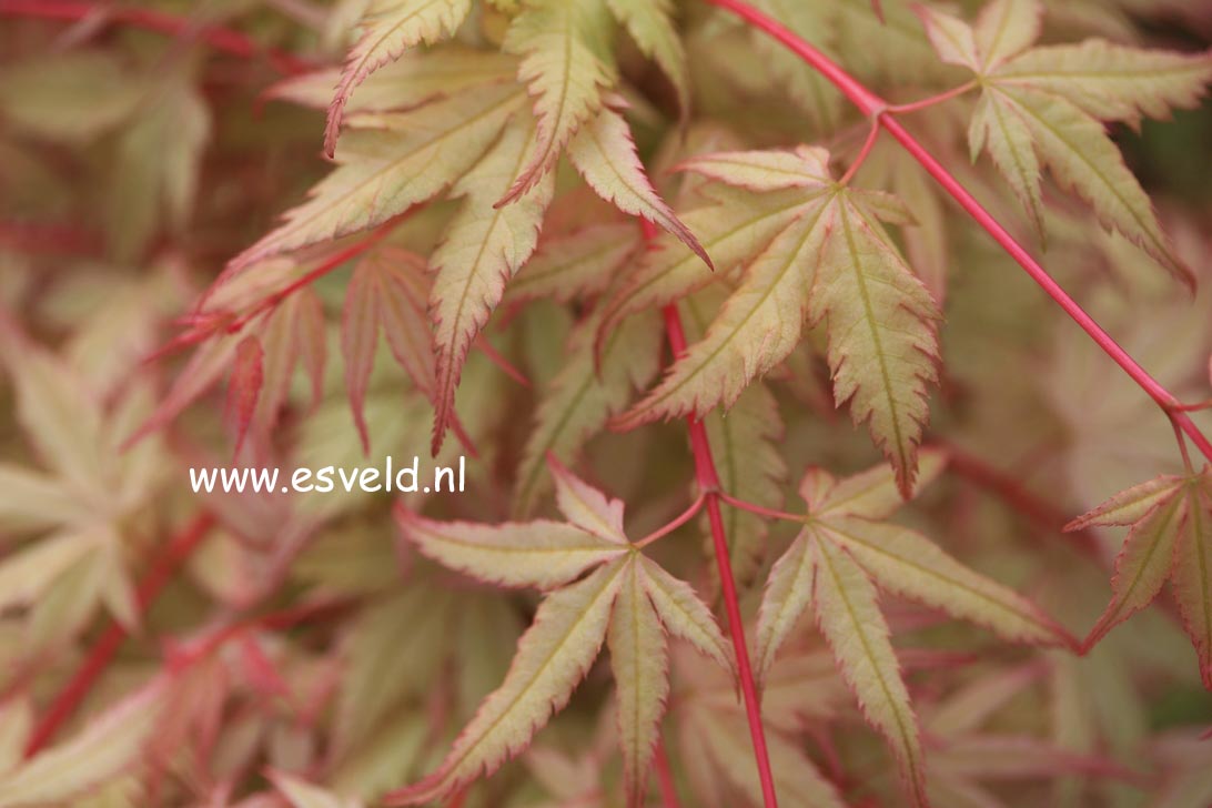 Acer palmatum 'Marakumo' (Hort. non Japan)