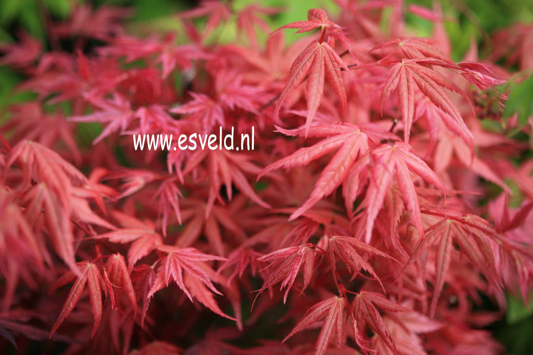 Acer palmatum 'Johnnie's Pink'