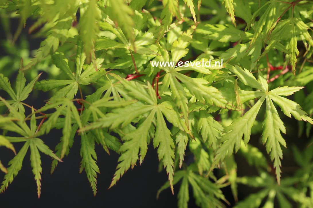 Acer palmatum 'Midori mure hibari'
