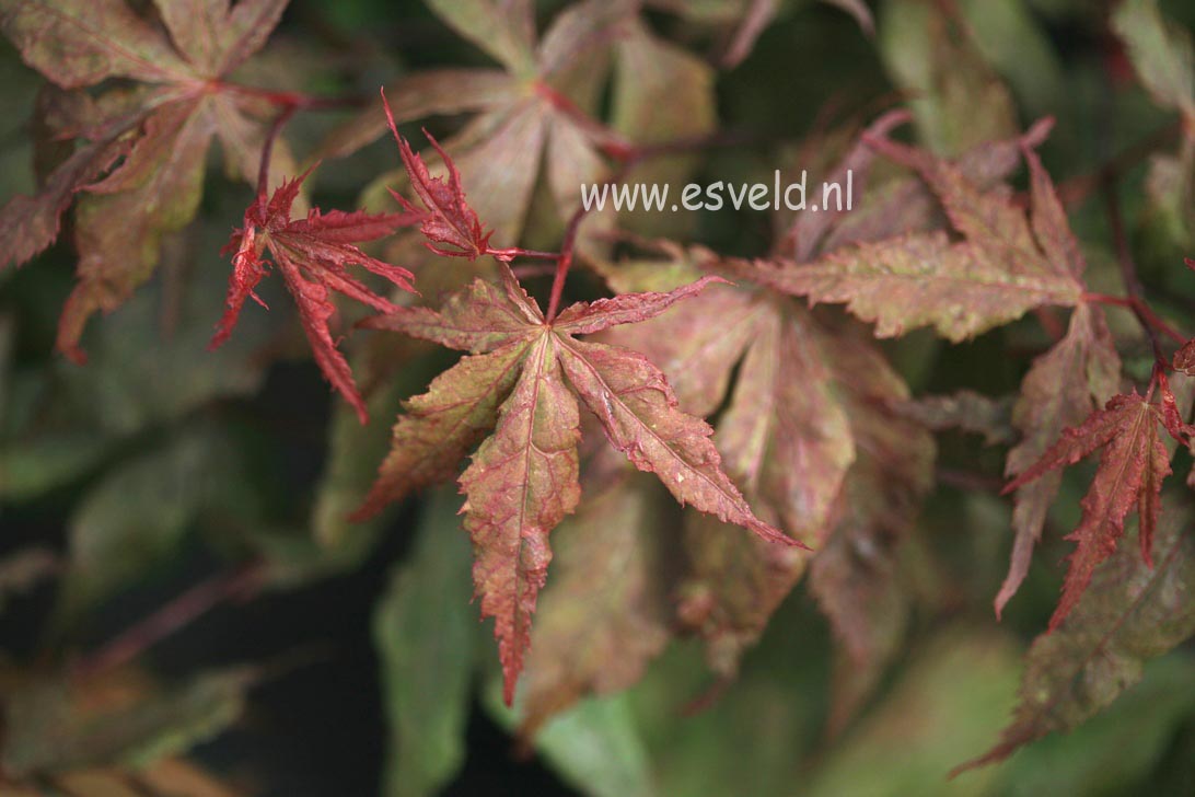 Acer palmatum 'Rugose'