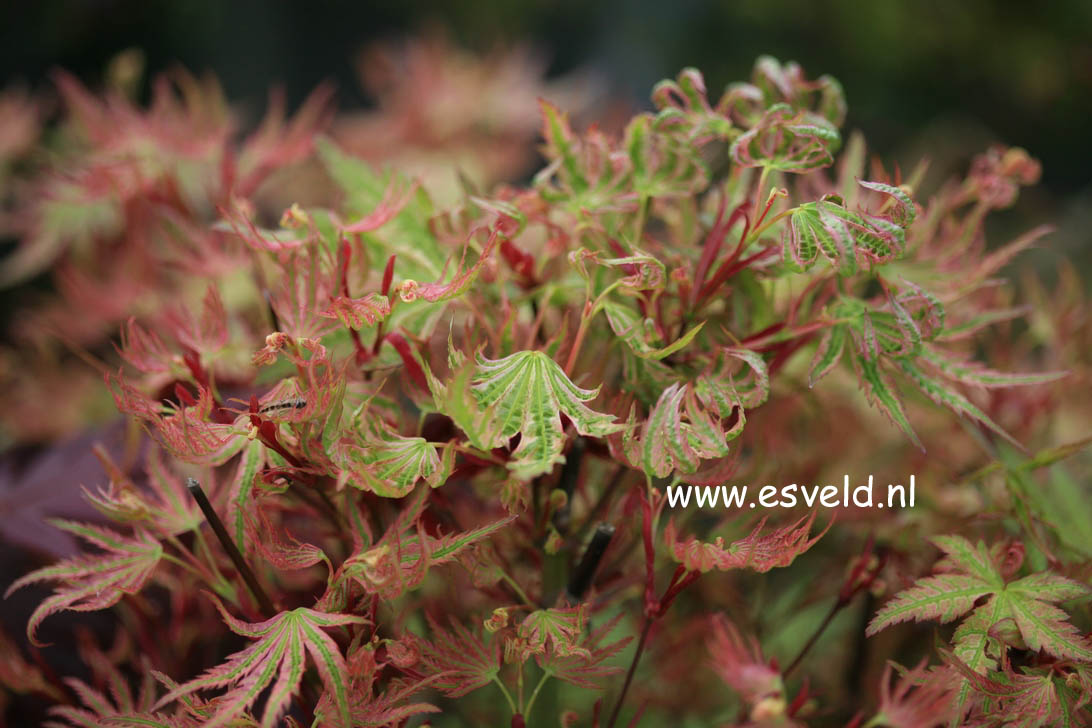 Acer palmatum 'Higasa yama'