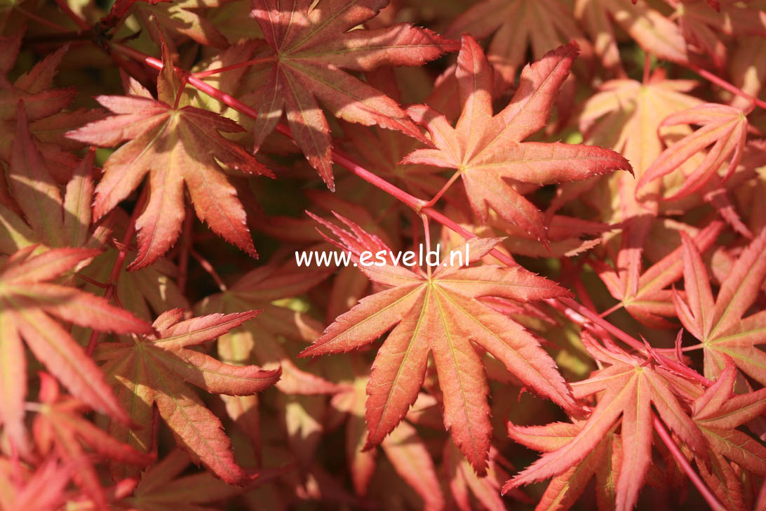 Acer palmatum 'Kawahara Rose'