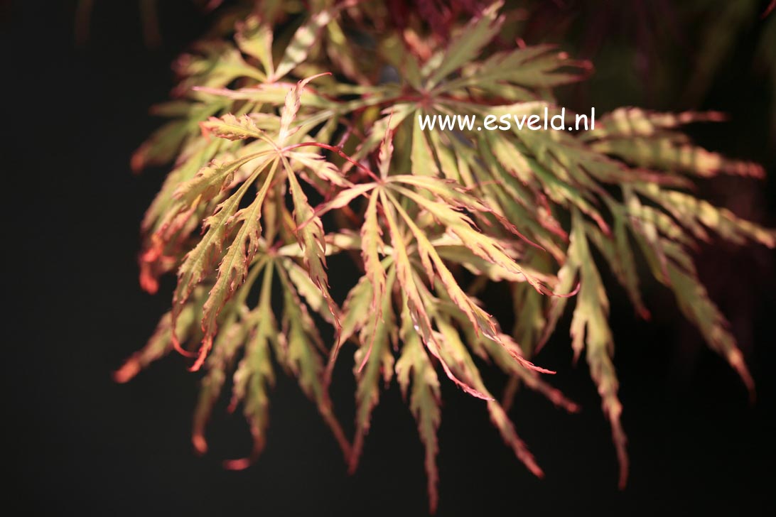 Acer palmatum 'Red Flame'