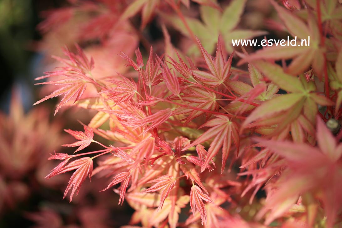 Acer palmatum 'Chi otome'