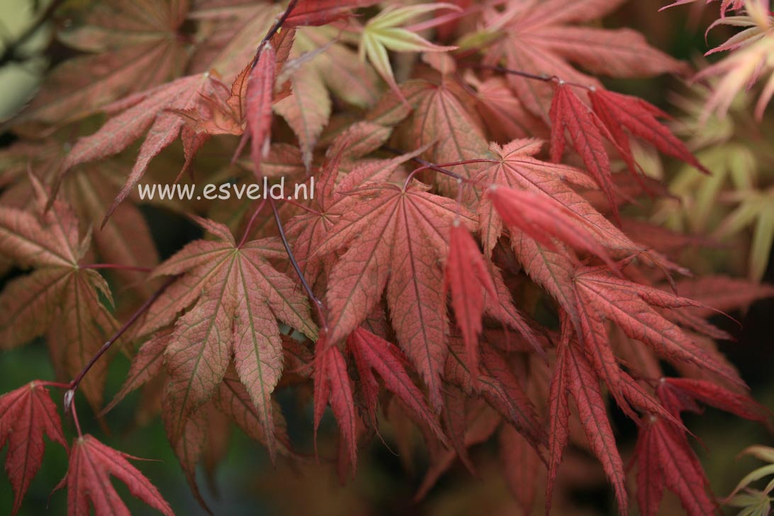 Acer palmatum 'Reticulatum Como'