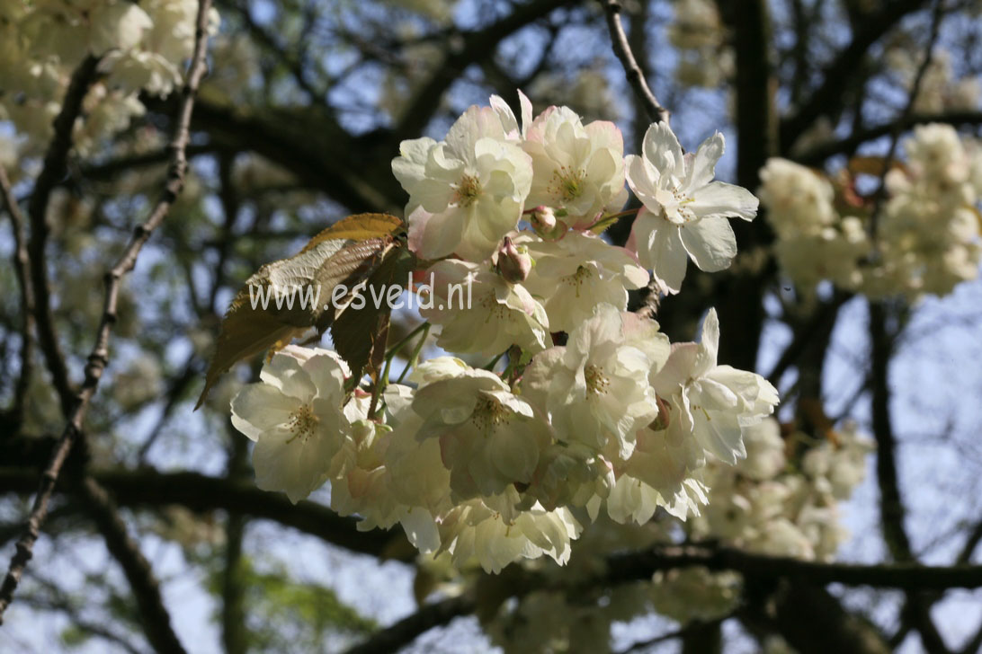 Prunus serrulata 'Ukon'