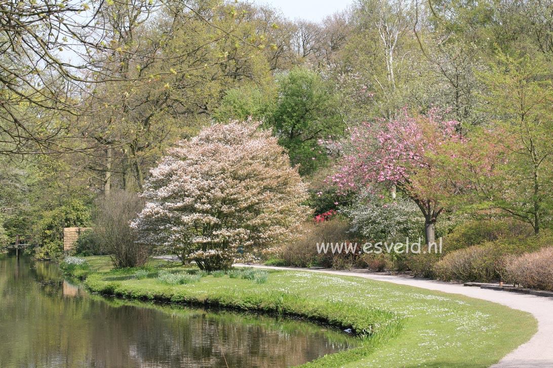 Amelanchier lamarckii