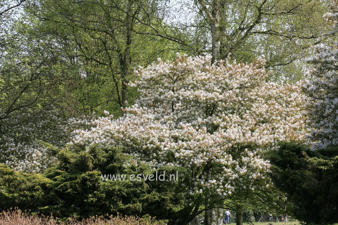 Amelanchier lamarckii