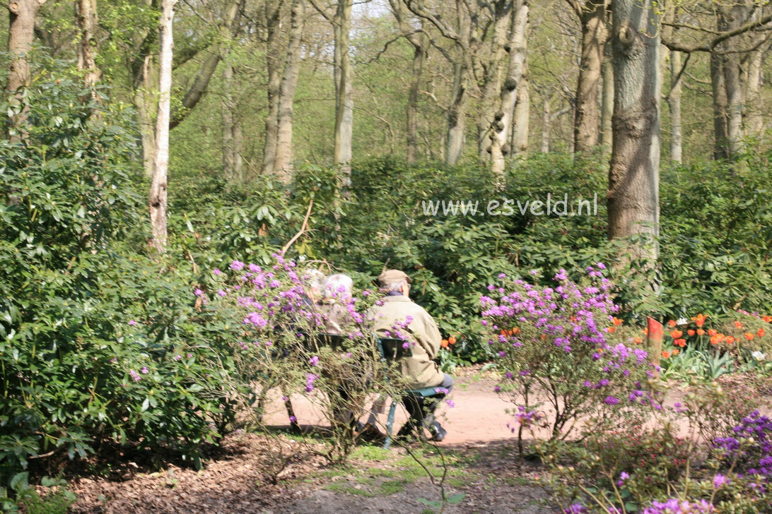 Rhododendron ponticum