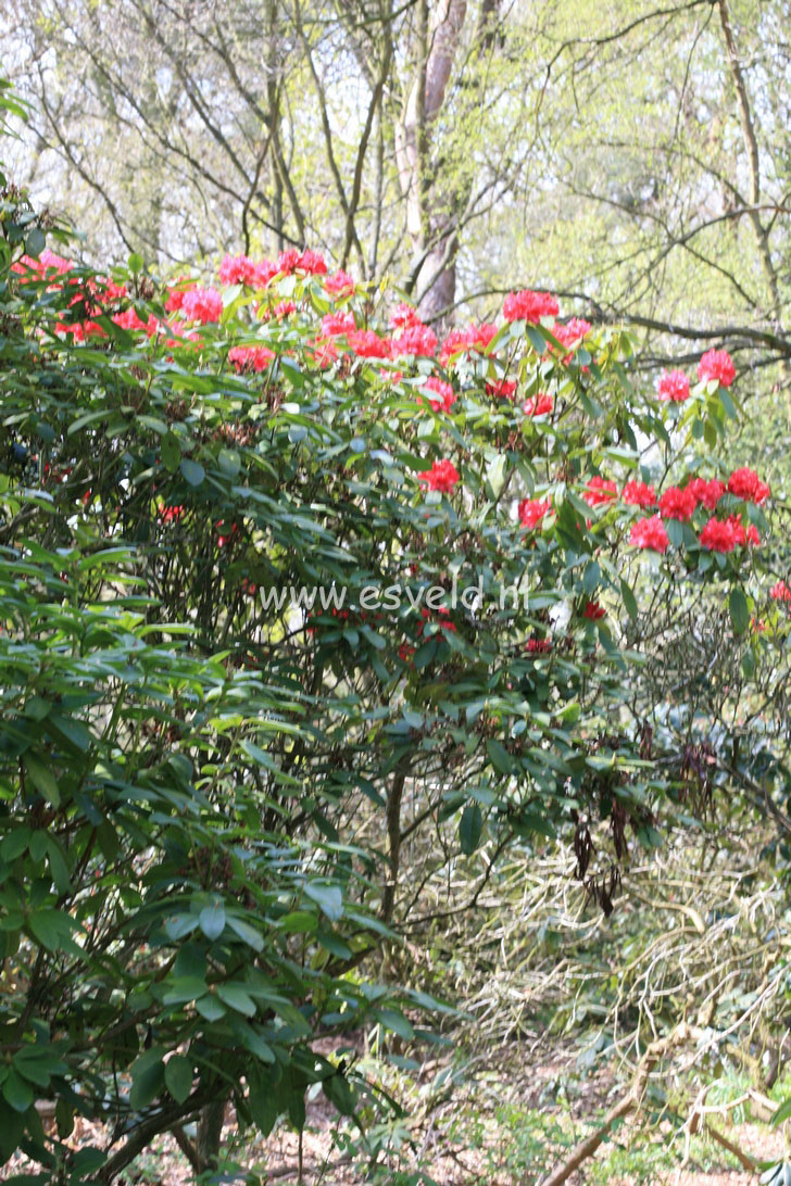 Rhododendron 'Nova Zembla'