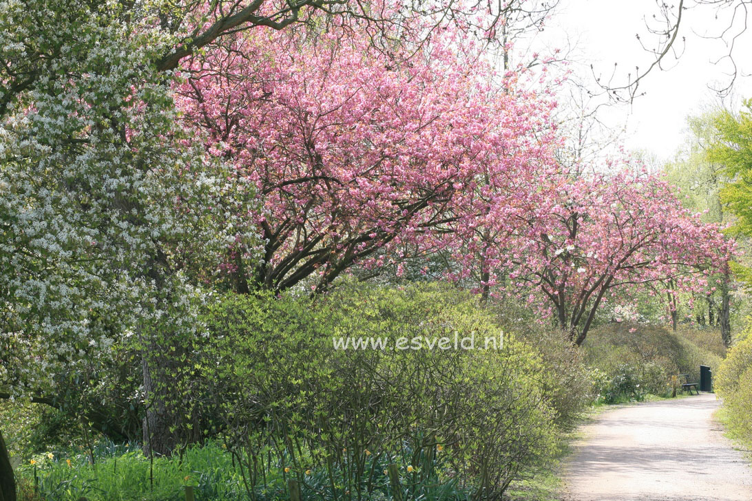 Prunus serrulata 'Kanzan'