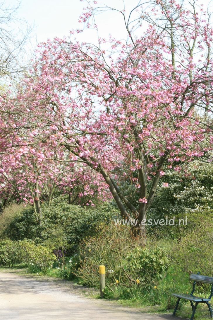 Prunus serrulata 'Kanzan'