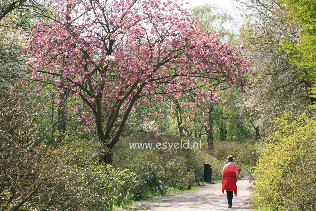 Prunus serrulata 'Kanzan'