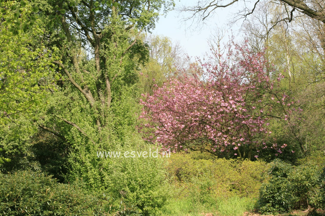 Prunus serrulata 'Kanzan'