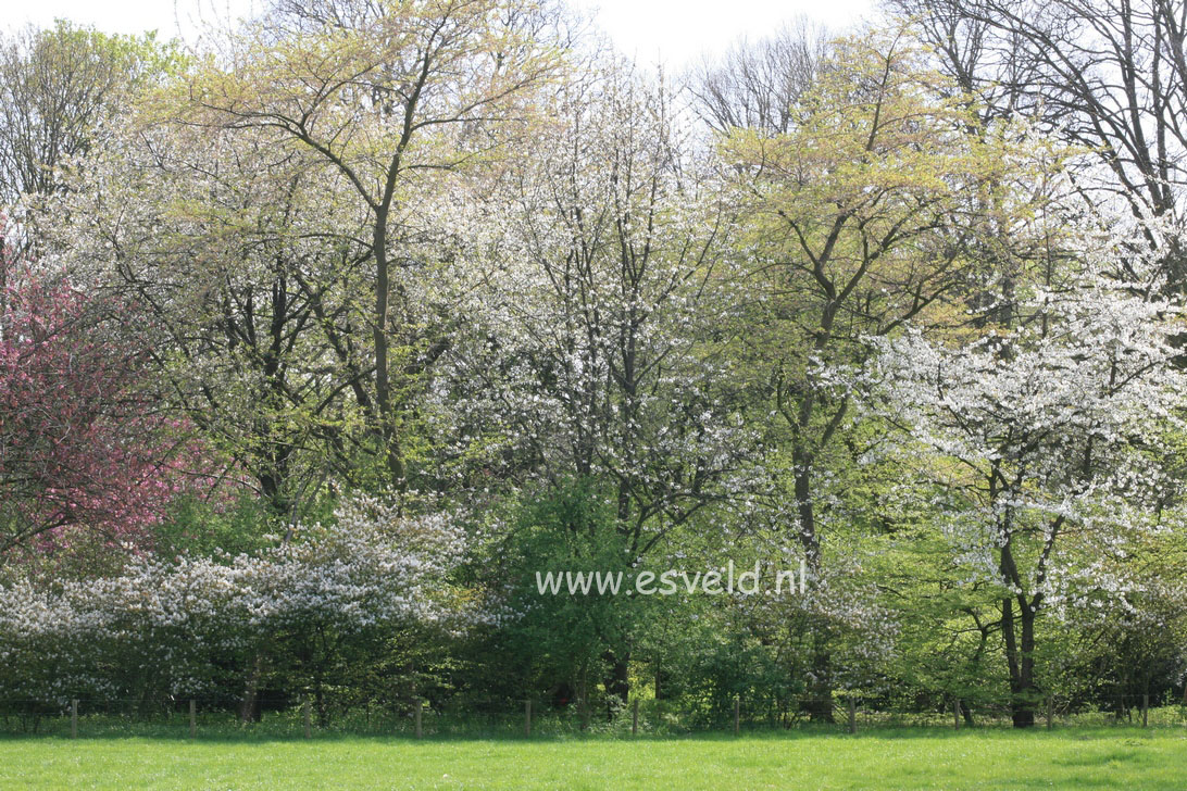 Prunus serrulata 'Fugenzo' (syn. 'Shirofugen')