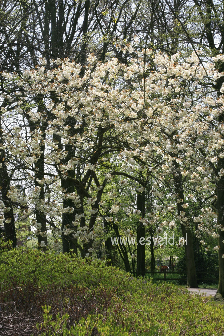 Prunus serrulata 'Ukon'