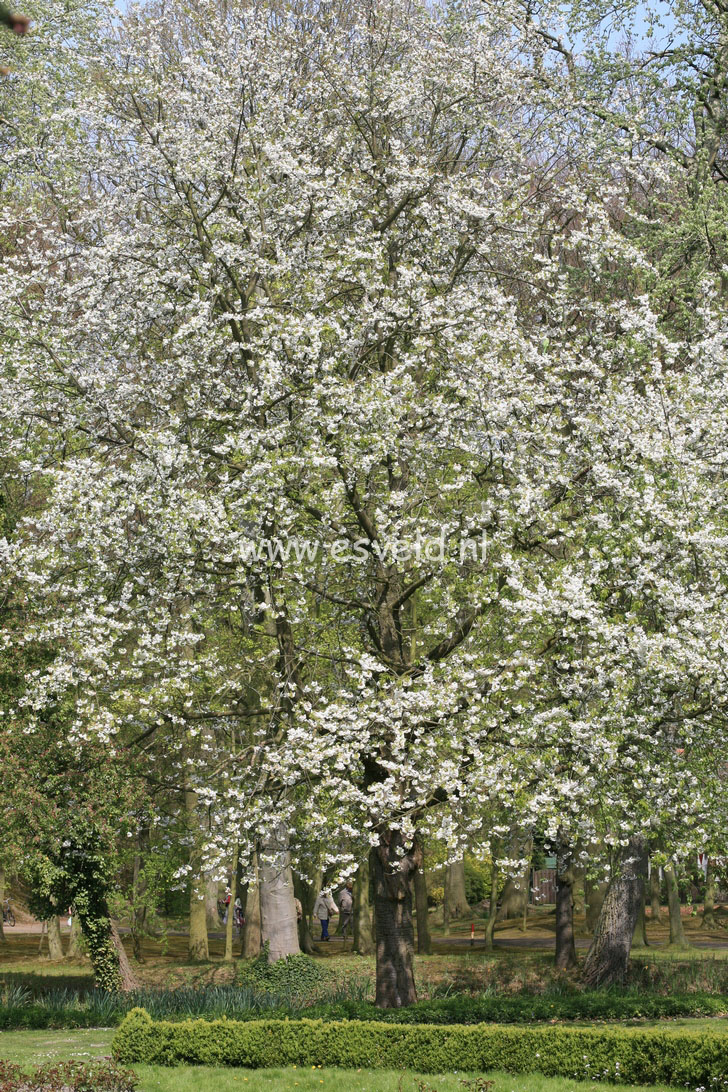 Prunus serrulata 'Fugenzo' (syn. 'Shirofugen')