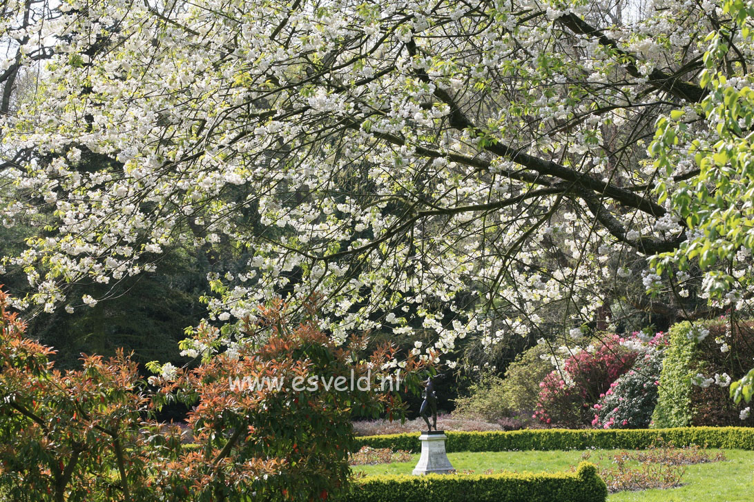 Prunus serrulata 'Fugenzo' (syn. 'Shirofugen')