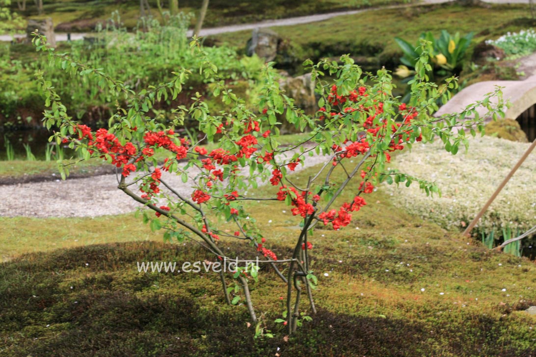 Chaenomeles japonica 'Sargentii'