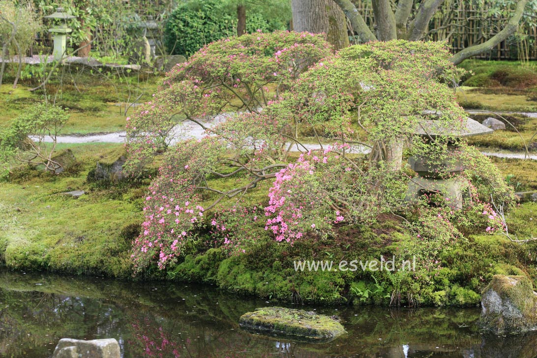 Azalea 'Hino mayo'