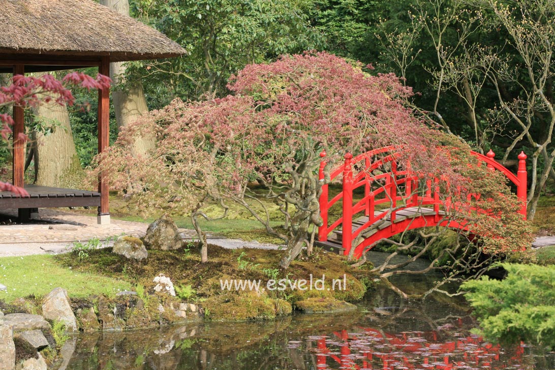 Acer palmatum 'Ornatum'