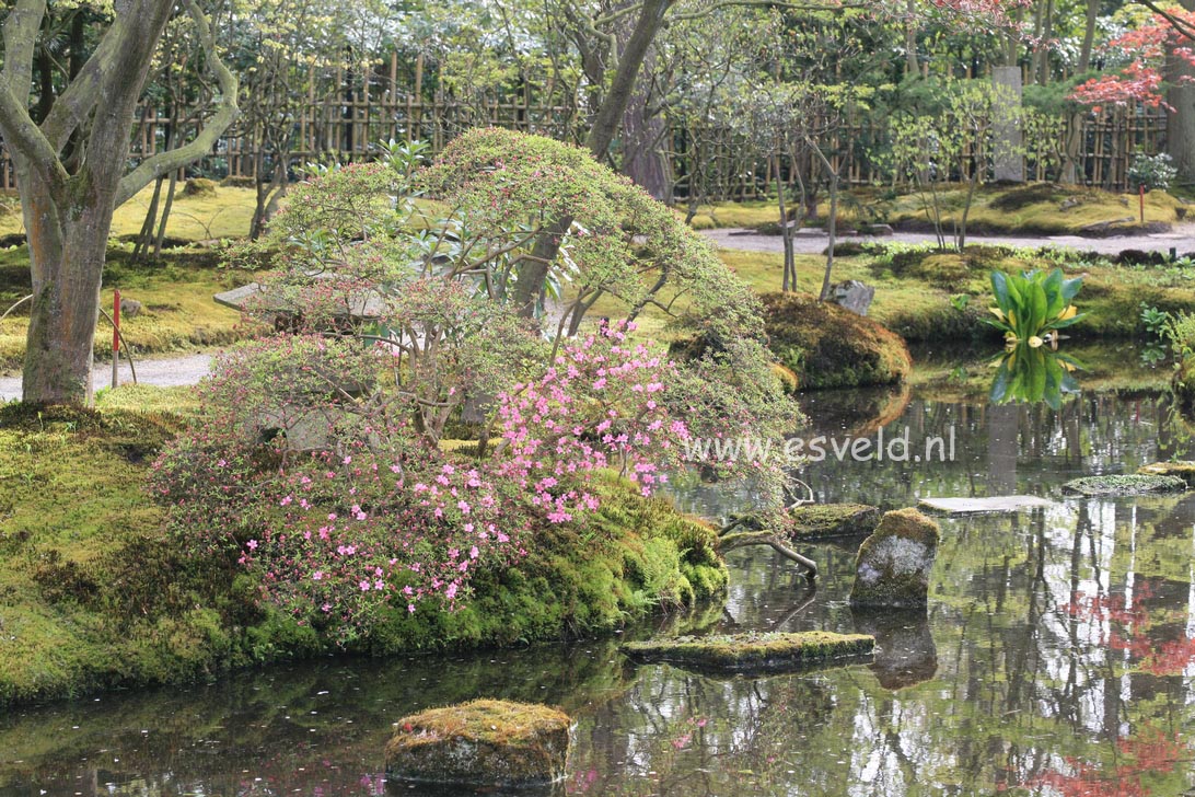 Azalea 'Hino mayo'