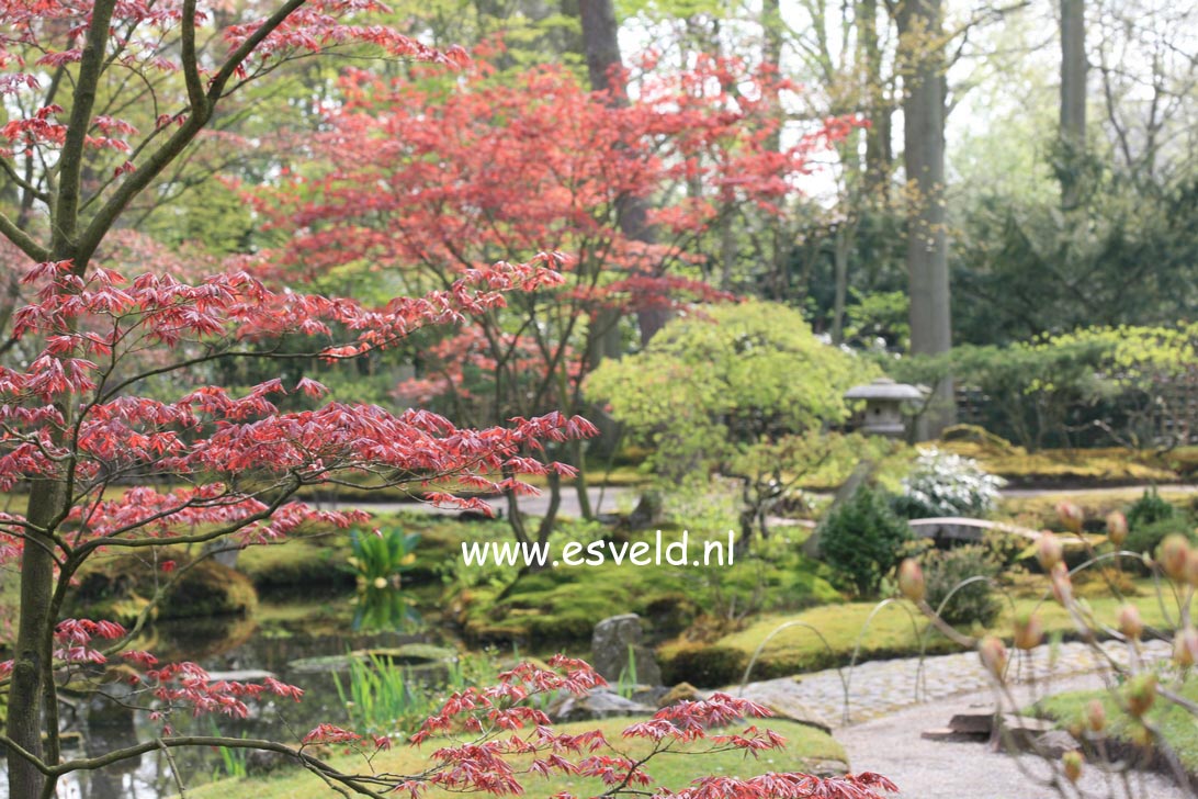 Acer palmatum 'Atropurpureum'