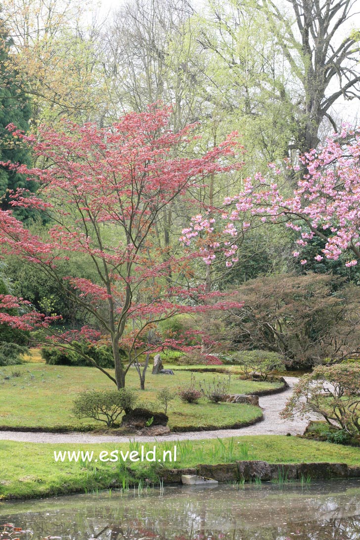 Acer palmatum 'Atropurpureum'