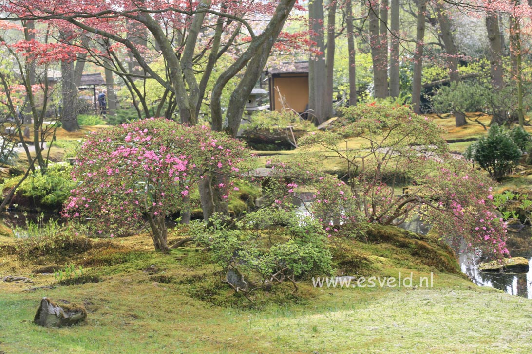 Azalea 'Hino mayo'