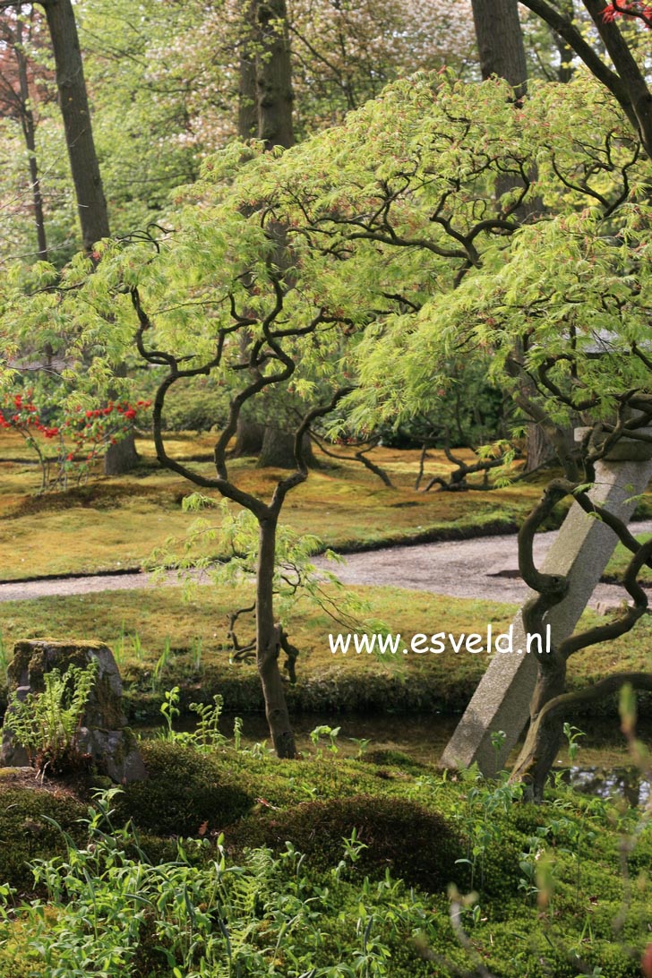 Acer palmatum 'Dissectum'