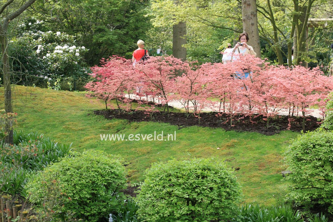 Acer palmatum 'Ruben'