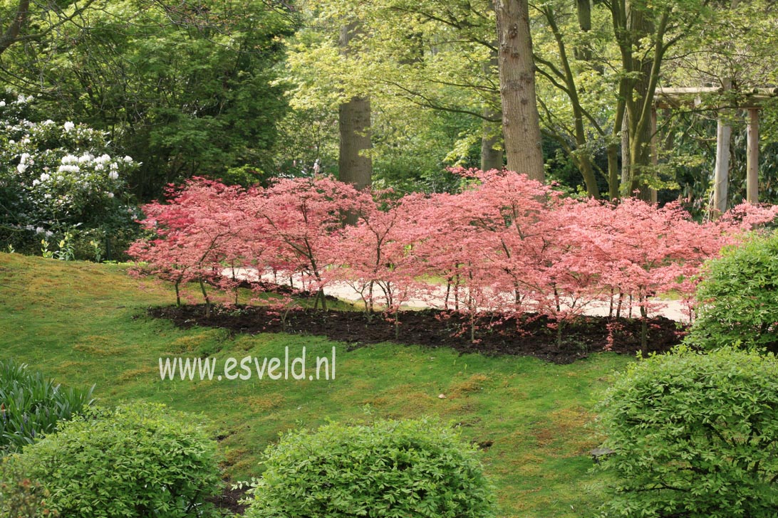 Acer palmatum 'Ruben'